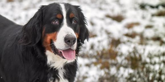 A black, and white large dog in the snow