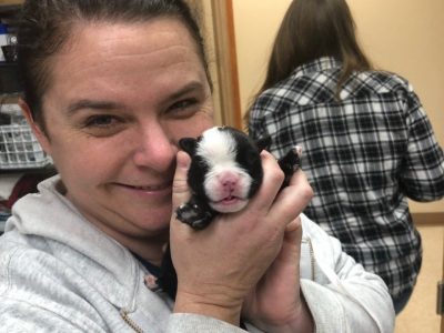 A team member holding a tiny newborn puppy