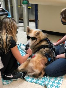 A team member performing laser therapy on a dog