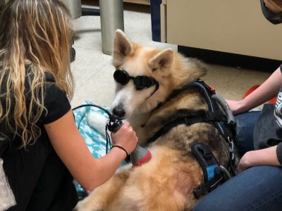 A team member performing laser therapy on a dog