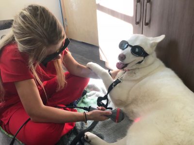 A team member performing laser therapy on a dog