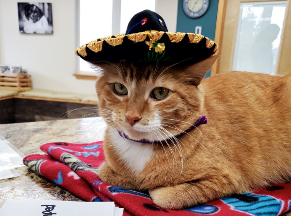 an orange cat wearing a cute hat